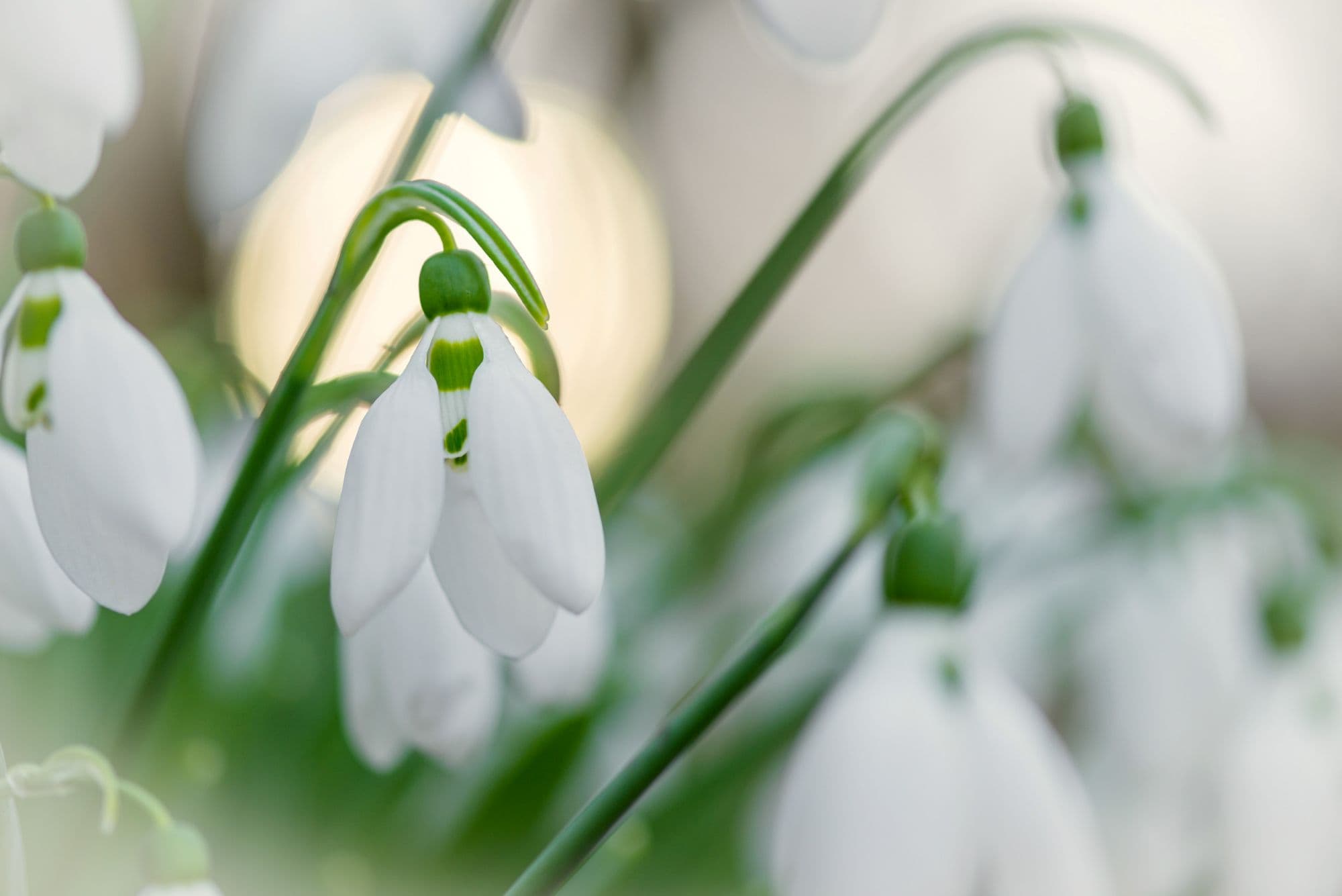 1_Zöld nőnap_Insta_márc.jpg