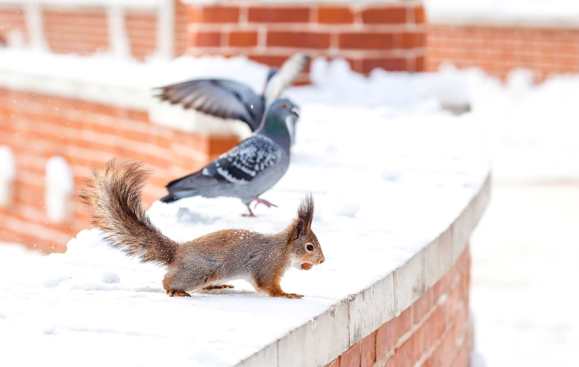 21_téli kert_téli élet1_Insta_nov.jpg